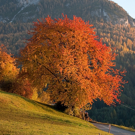 Albero d'autunno-c2a crop